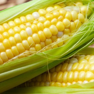maíz con gluten